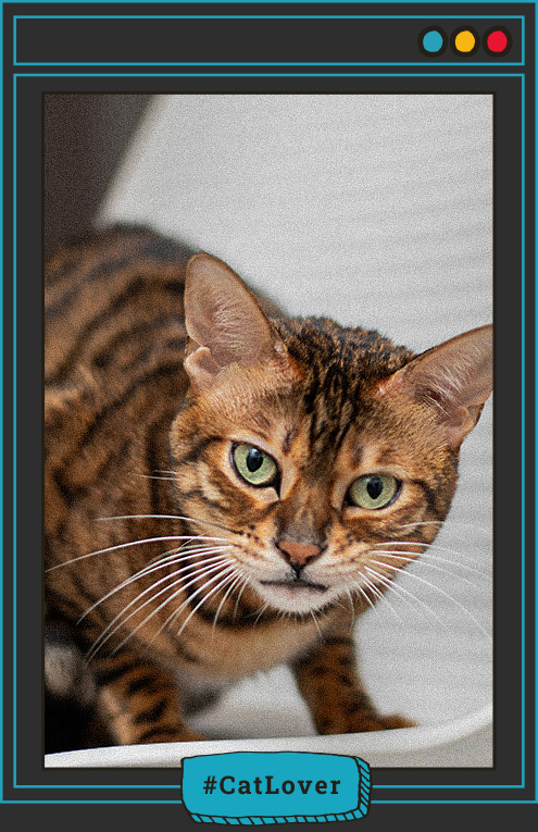 ¿Qué significa que un gato sea independiente?